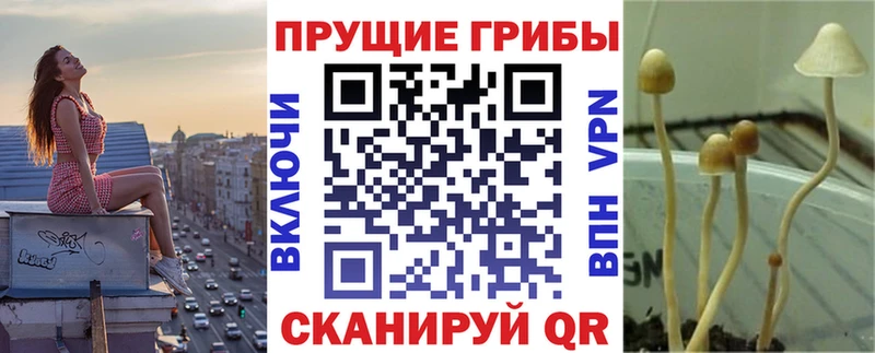 где продают   Спасск  Галлюциногенные грибы Cubensis 